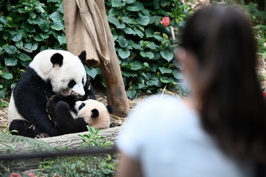 Lucunya Le Le, Anak Panda Raksasa Pertama yang Lahir di Singapura