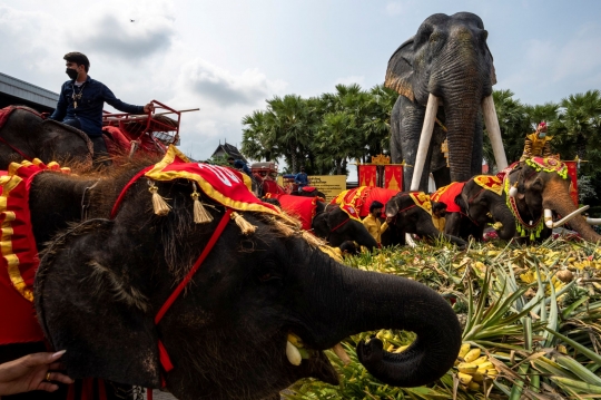 Saat Gajah-Gajah Thailand Pesta Makan Buah Sepuasnya di Pattaya