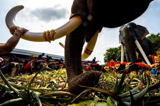 Saat Gajah-Gajah Thailand Pesta Makan Buah Sepuasnya di Pattaya