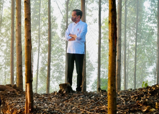 Gaya Jokowi Menikmati Kesejukan Kabut Pagi Hari Sebelum Tinggalkan IKN