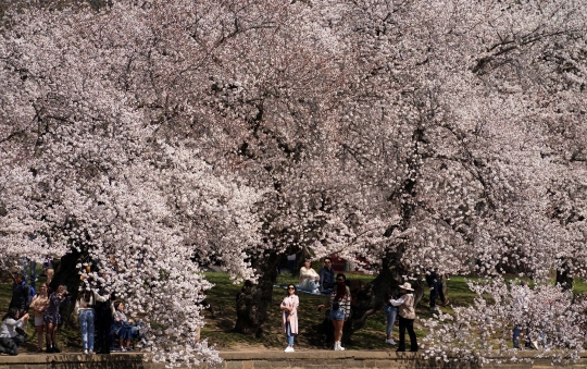 Keindahan Bunga Sakura Bius Warga Washington