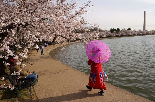 Keindahan Bunga Sakura Bius Warga Washington