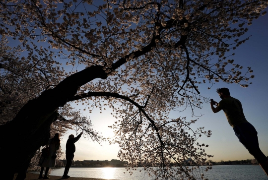 Keindahan Bunga Sakura Bius Warga Washington