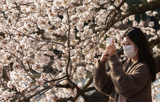 Keindahan Bunga Sakura Bius Warga Washington