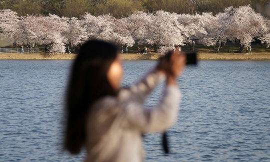 Keindahan Bunga Sakura Bius Warga Washington