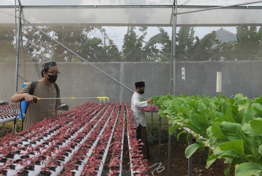 Melihat Panen Sayuran Hidroponik ala Santri Ponpes Al-Ghazaly Bogor