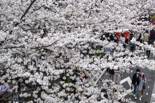 Keindahan Bunga Sakura Bermekaran di Tokyo