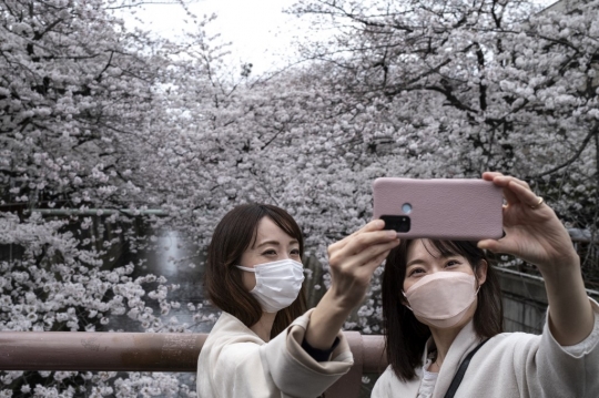 Keindahan Bunga Sakura Bermekaran di Tokyo