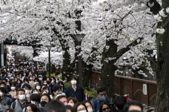 Keindahan Bunga Sakura Bermekaran di Tokyo