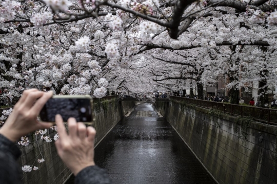 Keindahan Bunga Sakura Bermekaran di Tokyo