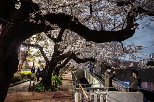 Keindahan Bunga Sakura Bermekaran di Tokyo