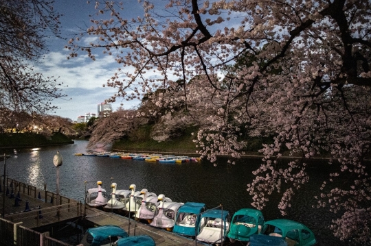 Keindahan Bunga Sakura Bermekaran di Tokyo