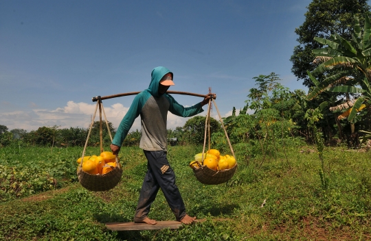 Geliat Panen Timun Suri di Awal Ramadan