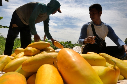 Geliat Panen Timun Suri di Awal Ramadan