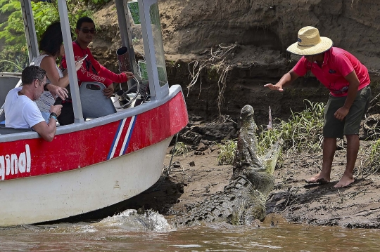 Geliat Wisata Buaya di Sungai Tarcoles