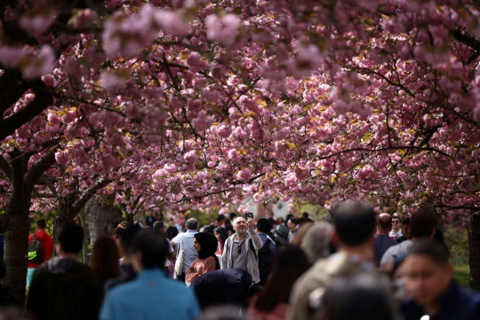 Melihat Pohon Bunga Sakura Bermekaran di London