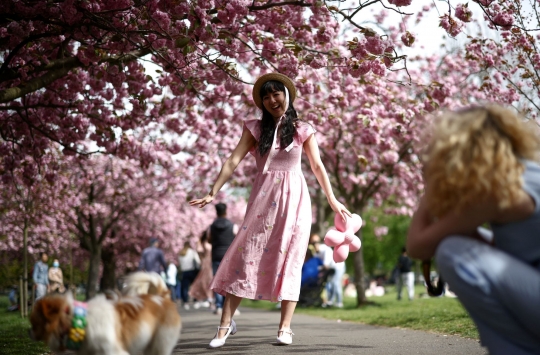 Melihat Pohon Bunga Sakura Bermekaran di London