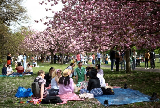 Melihat Pohon Bunga Sakura Bermekaran di London