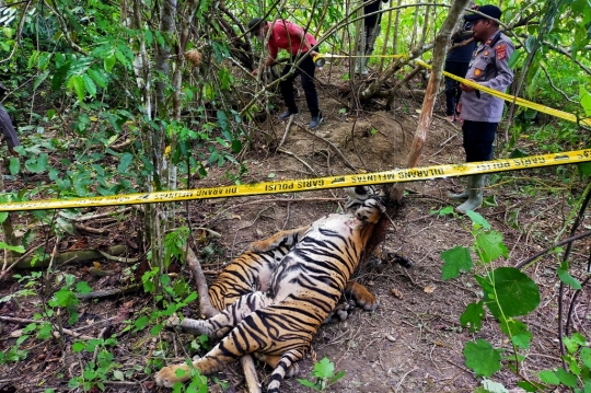 Penemuan Bangkai Harimau Sumatera Terjerat di Aceh