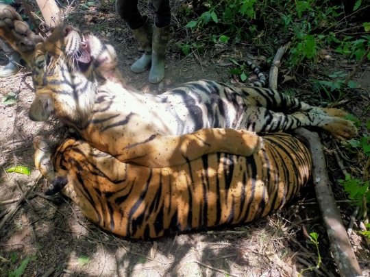 Penemuan Bangkai Harimau Sumatera Terjerat di Aceh