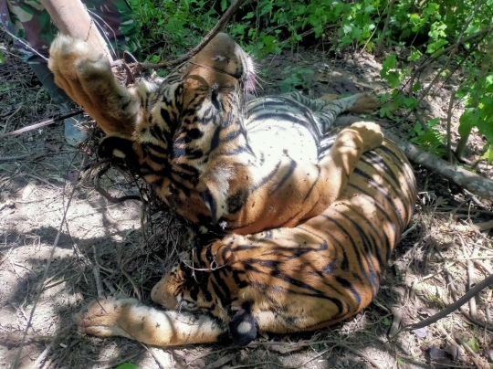 Penemuan Bangkai Harimau Sumatera Terjerat di Aceh