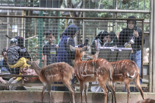 Mengisi Libur Lebaran di Taman Margasatwa Ragunan