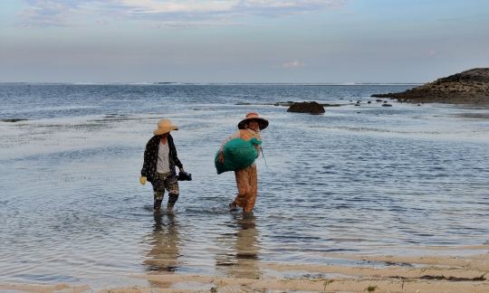 Kehidupan Pengumpul Rumput Laut yang Masih Bertahan di Nusa Dua Bali