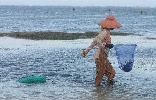 Kehidupan Pengumpul Rumput Laut yang Masih Bertahan di Nusa Dua Bali