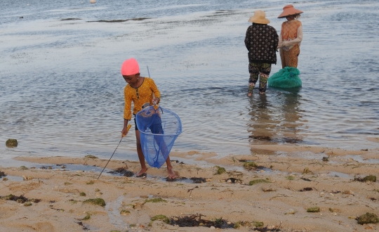 Kehidupan Pengumpul Rumput Laut yang Masih Bertahan di Nusa Dua Bali