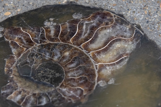 Fosil Makhluk Laut Berusia 66 Juta Tahun Ditanam di Trotoar Kota Bangkok