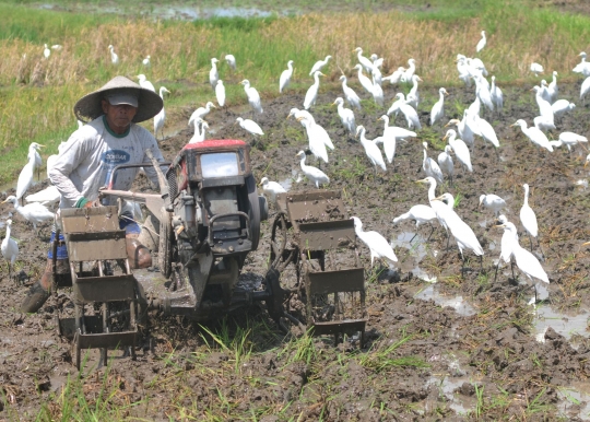 Membajak Sawah Ditemani Ratusan Burung Kuntul