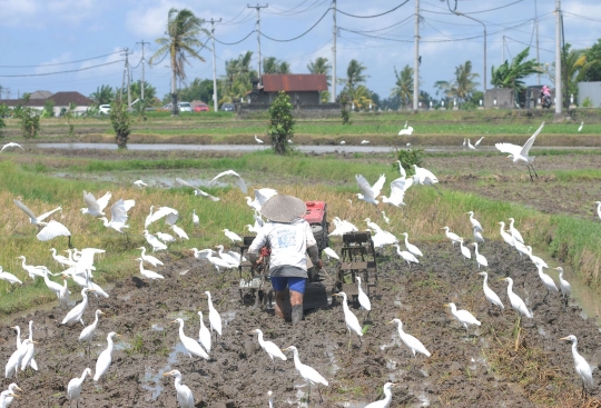 Membajak Sawah Ditemani Ratusan Burung Kuntul