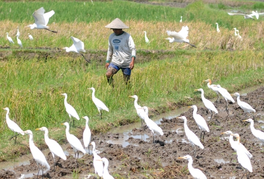 Membajak Sawah Ditemani Ratusan Burung Kuntul