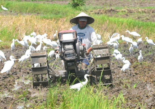 Membajak Sawah Ditemani Ratusan Burung Kuntul