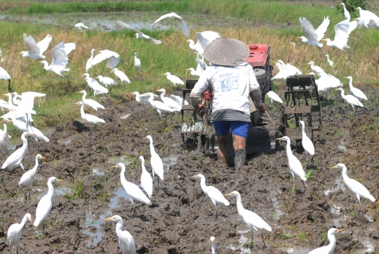 Membajak Sawah Ditemani Ratusan Burung Kuntul