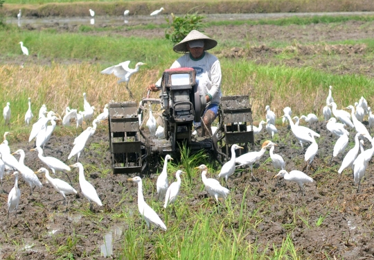 Membajak Sawah Ditemani Ratusan Burung Kuntul