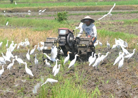 Membajak Sawah Ditemani Ratusan Burung Kuntul