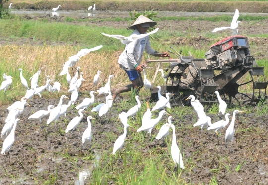 Membajak Sawah Ditemani Ratusan Burung Kuntul