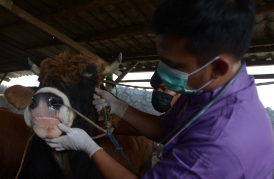 Waspada Penyakit Mulut dan Kuku Serang Sapi di Jakarta