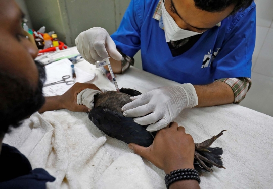 Elang hingga Kucing di India Dehidrasi Akibat Gelombang Panas