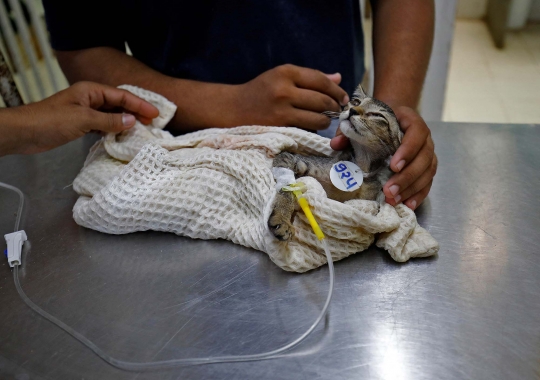 Elang hingga Kucing di India Dehidrasi Akibat Gelombang Panas