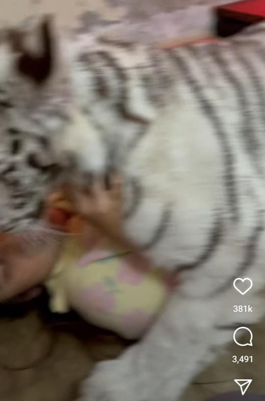 Aksi Berani Tiara Cium-cium Harimau Milik Alshad Ahmad, Ramai Dikomentari Begini
