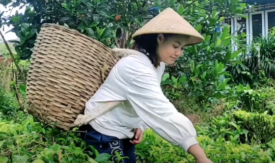 Potret Gadis Desa Cantik dan Memesona Pemetik Daun Teh Sejak SD Ditinggalkan Ortu
