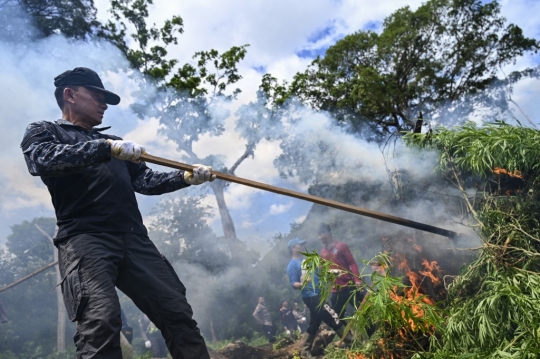 BNN Aceh Musnahkan 3,5 Hektar Ladang Ganja di Lamteuba