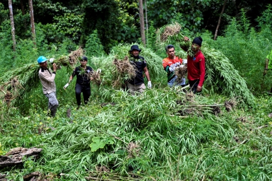 BNN Aceh Musnahkan 3,5 Hektar Ladang Ganja di Lamteuba