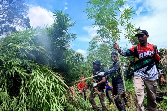 BNN Aceh Musnahkan 3,5 Hektar Ladang Ganja di Lamteuba