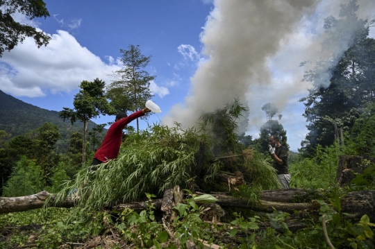 BNN Aceh Musnahkan 3,5 Hektar Ladang Ganja di Lamteuba