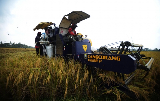 Geliat Petani Panen Padi Lebih Cepat dengan Mesin Potong Modern