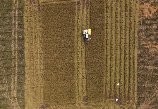 Geliat Petani Panen Padi Lebih Cepat dengan Mesin Potong Modern