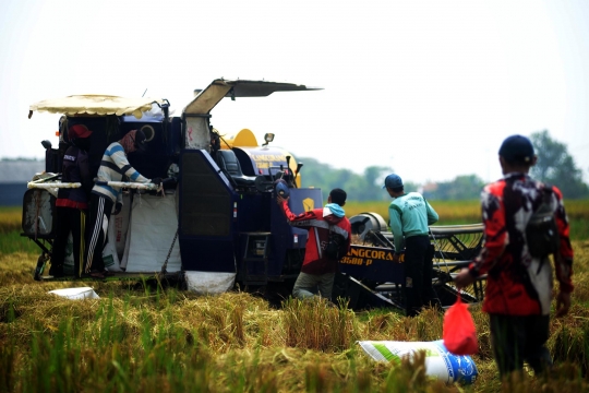 Geliat Petani Panen Padi Lebih Cepat dengan Mesin Potong Modern